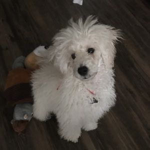 Meet your Posher, Bing